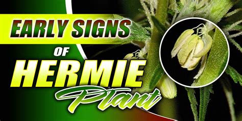 hermie plant signs and effects